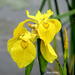 Yellow Iris - Photo (c) roy pilcher, some rights reserved (CC BY-NC), uploaded by roy pilcher