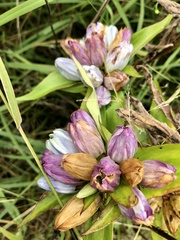 Gentiana × pallidocyanea