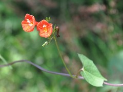 Ipomoea cholulensis