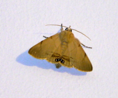 Litoprosopus coachella