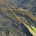 Ribbon-leaved Pondweed - Photo (c) Zihao Wang, some rights reserved (CC BY), uploaded by Zihao Wang