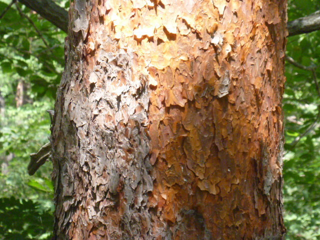 Thông đỏ Nhật – Pinus densiflora
