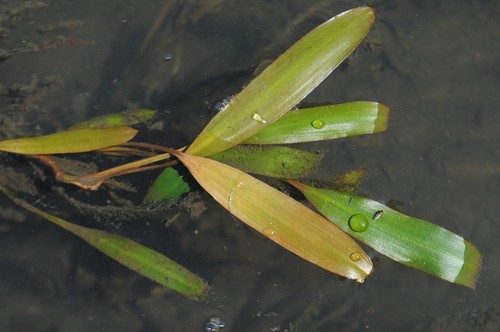 ribbonleaf pondweed (Potamogeton epihydrus)