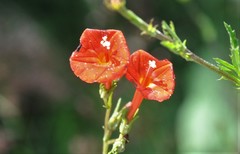 Ipomoea cholulensis