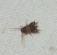 Myrmecophilus acervorum