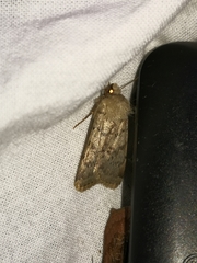 Epipsilia grisescens