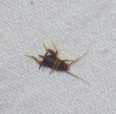 Myrmecophilus acervorum