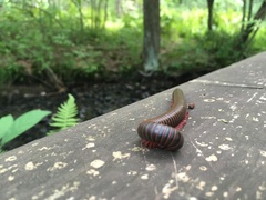 Narceus americanus