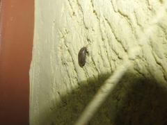 Rhipicephalus sanguineus