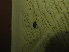 Rhipicephalus sanguineus