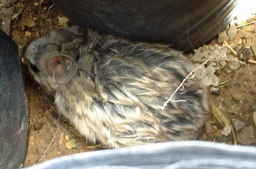 Desert Woodrat