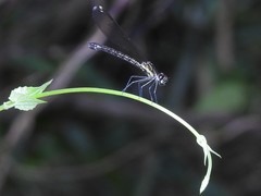 Heliocypha perforata