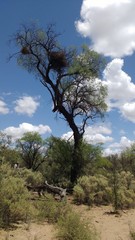 Prosopis flexuosa