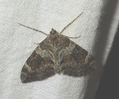 Cidariini