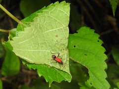 Dindymus sanguineus
