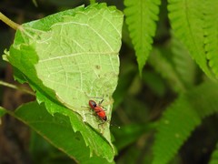 Dindymus sanguineus