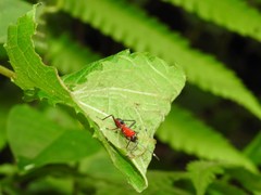 Dindymus sanguineus