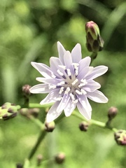 Lactuca floridana