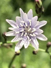 Lactuca floridana