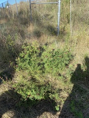 Desmanthus illinoensis