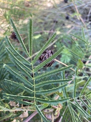 Desmanthus illinoensis