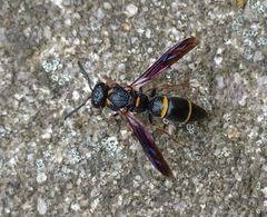 Parancistrocerus histrio