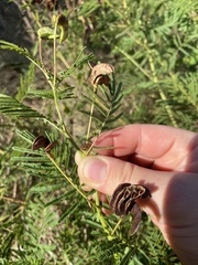 Desmanthus illinoensis