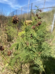 Desmanthus illinoensis