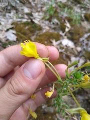 Oenothera clelandii