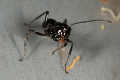Polyrhachis pilosa