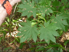 Acer pseudosieboldianum