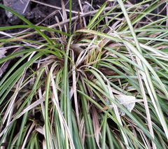 Carex morrowii