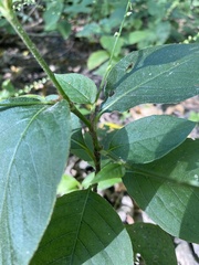 Persicaria virginiana