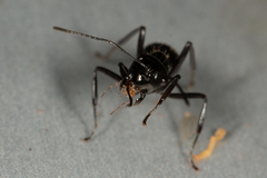 Polyrhachis pilosa