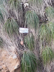 Carex morrowii