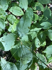 Persicaria virginiana