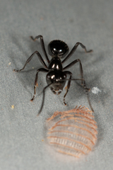 Polyrhachis pilosa