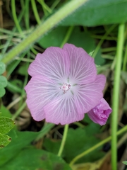 Sidalcea reptans