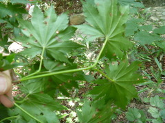 Acer pseudosieboldianum