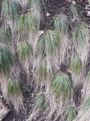 Carex morrowii