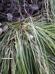 Carex morrowii