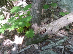 Acer pseudosieboldianum