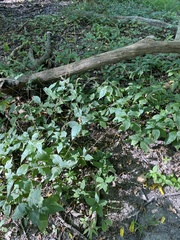 Persicaria virginiana