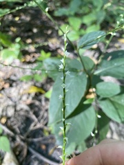 Persicaria virginiana