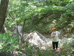 Acer pseudosieboldianum