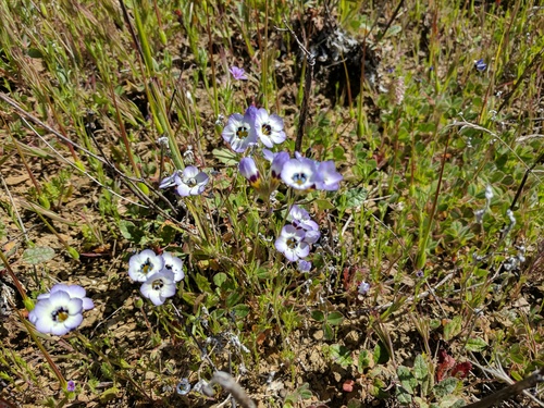iNaturalist observation photo of bird's-eye gilia