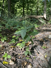 Persicaria virginiana