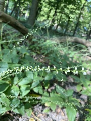 Persicaria virginiana