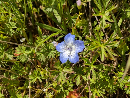 iNaturalist observation photo of Menzies' baby blue eyes