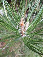 Pinus tabuliformis